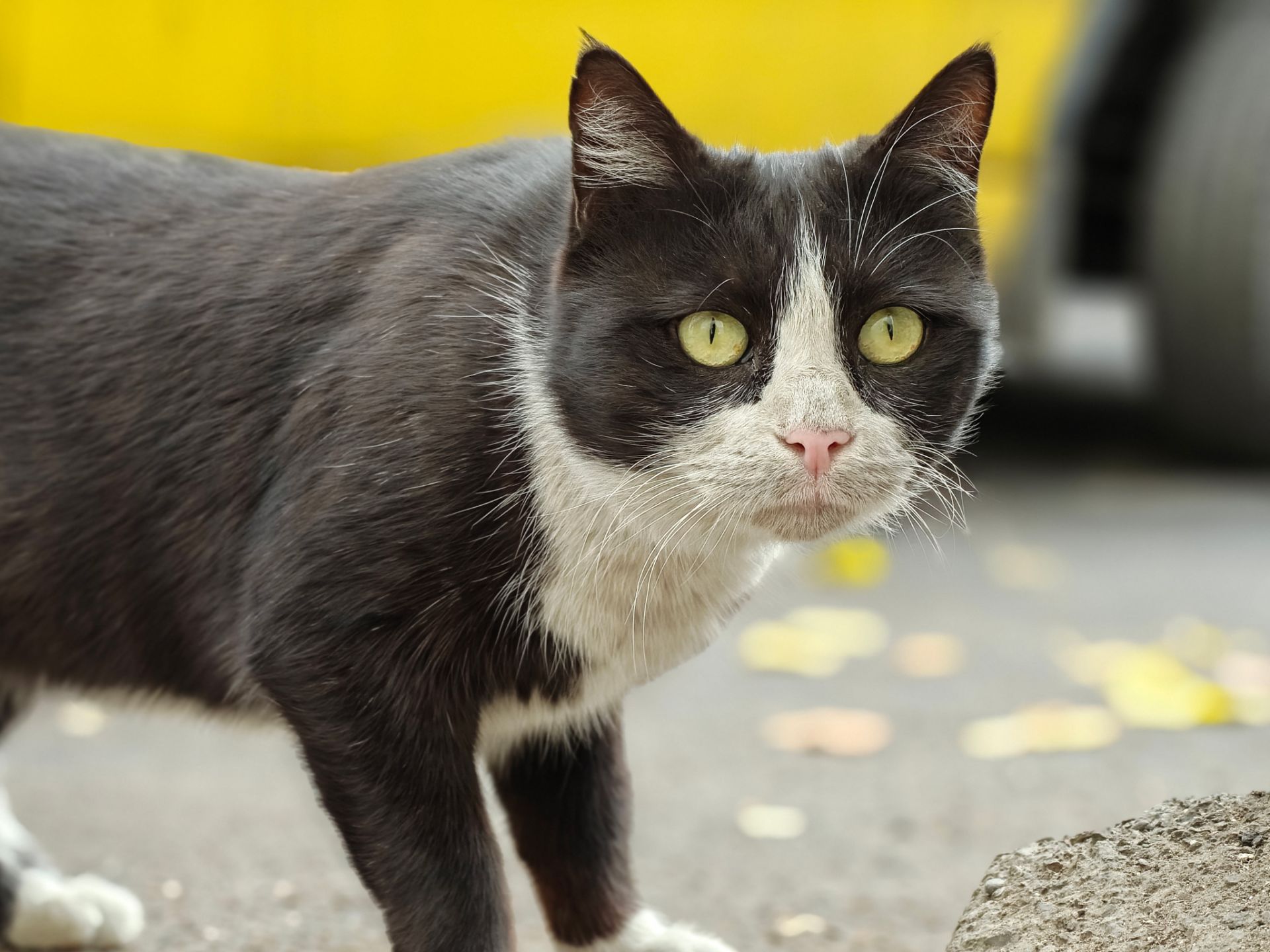 گربه سیاه و سفید