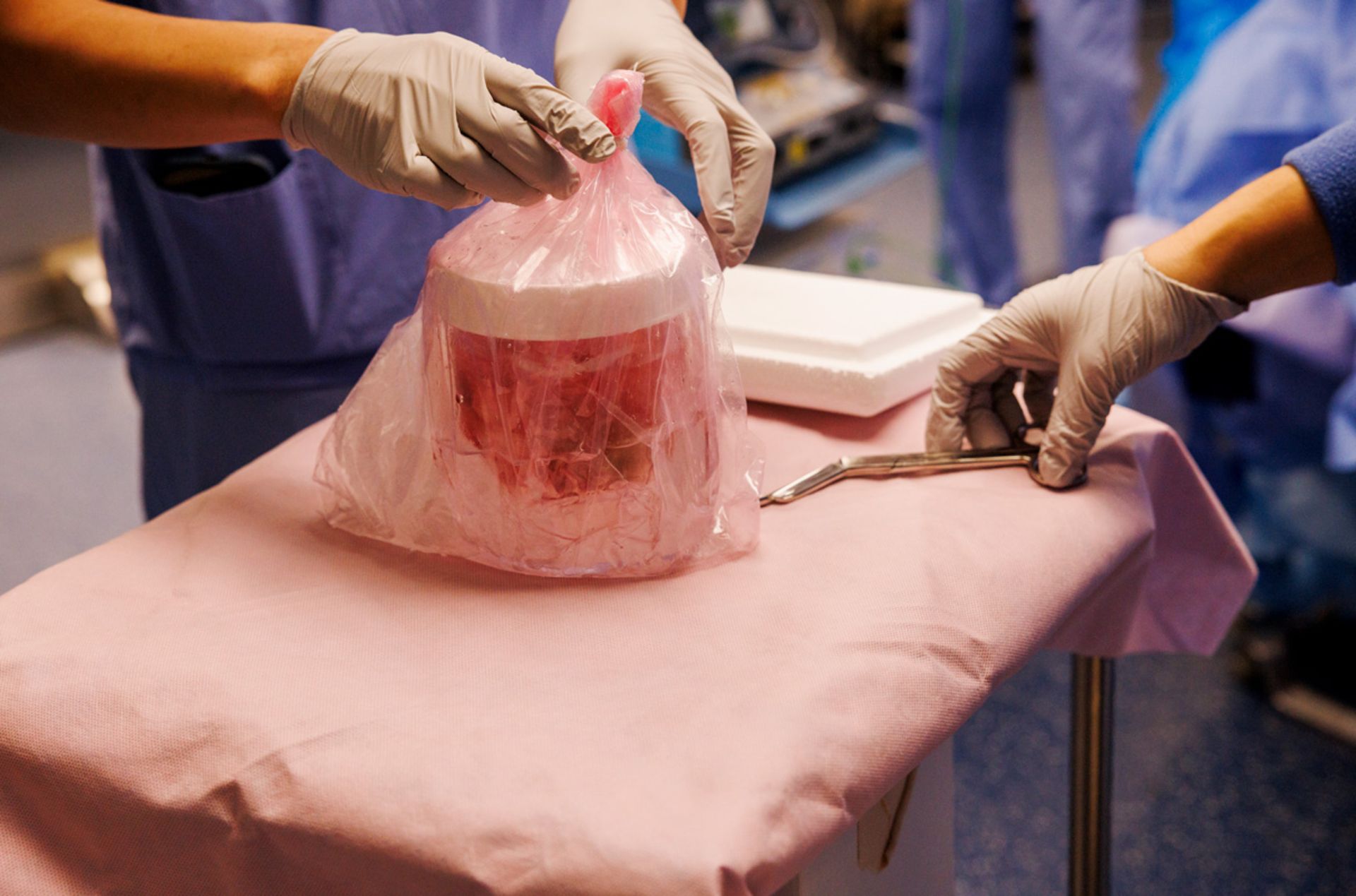 جراحان کلیه‌ای از یک خوک ویرایش ژنی شده را قبل از پیوند به تیم اندروز آماده می‌کنند.