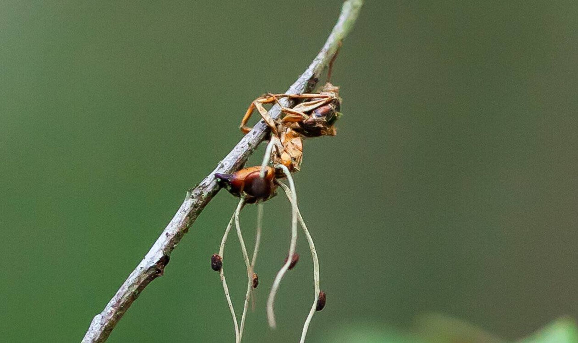 مورچه آلوده به قارچ اوفیوکوردیپس 