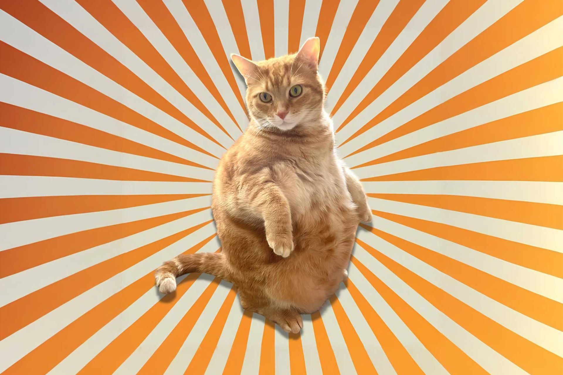 گربه نارنجی