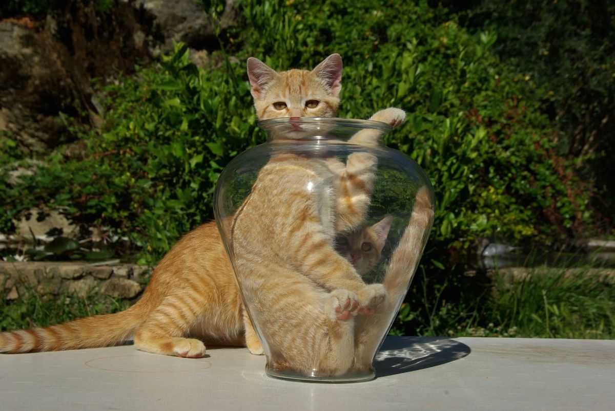 گربه نارنجی در ظرف شیشه‌ای به همراه گربه نارنجی دیگر در پس‌زمینه