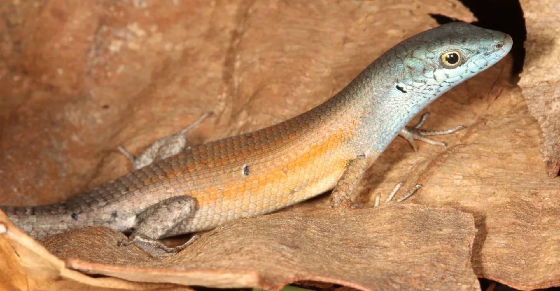 مارمولک سقنقور چهارچنگولی 