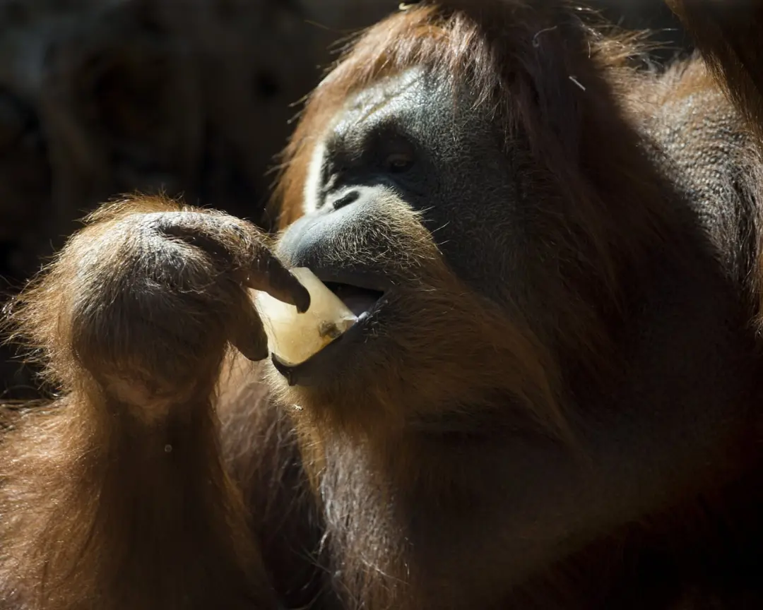 اورانگوتان (Orangutan) در حال خوردن یک تکه خوراک خوشمزه