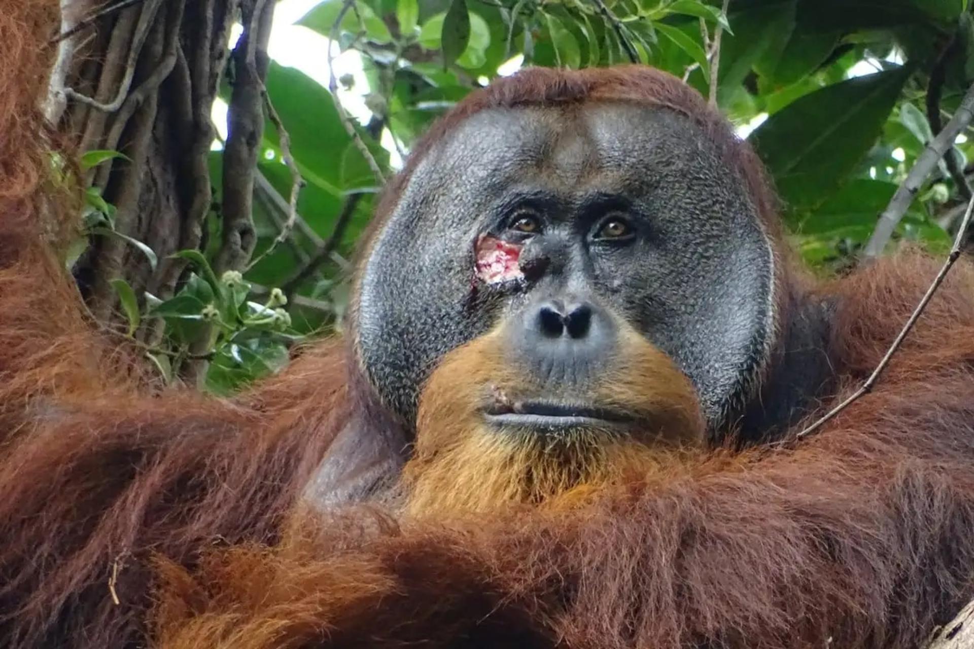 اورانگوتان با صورت زخمی در جنگل