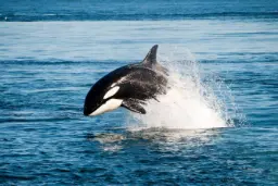 نهنگ‌های قاتل روش غرق کردن قایق‌ها را به یکدیگر یاد داده‌اند