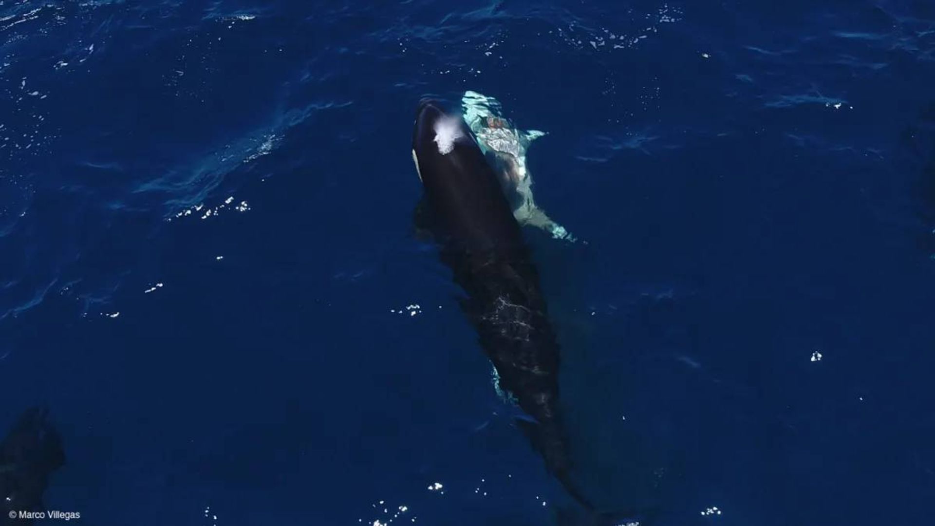 حمله نهنگ قاتل به کوسه سفید بزرگ