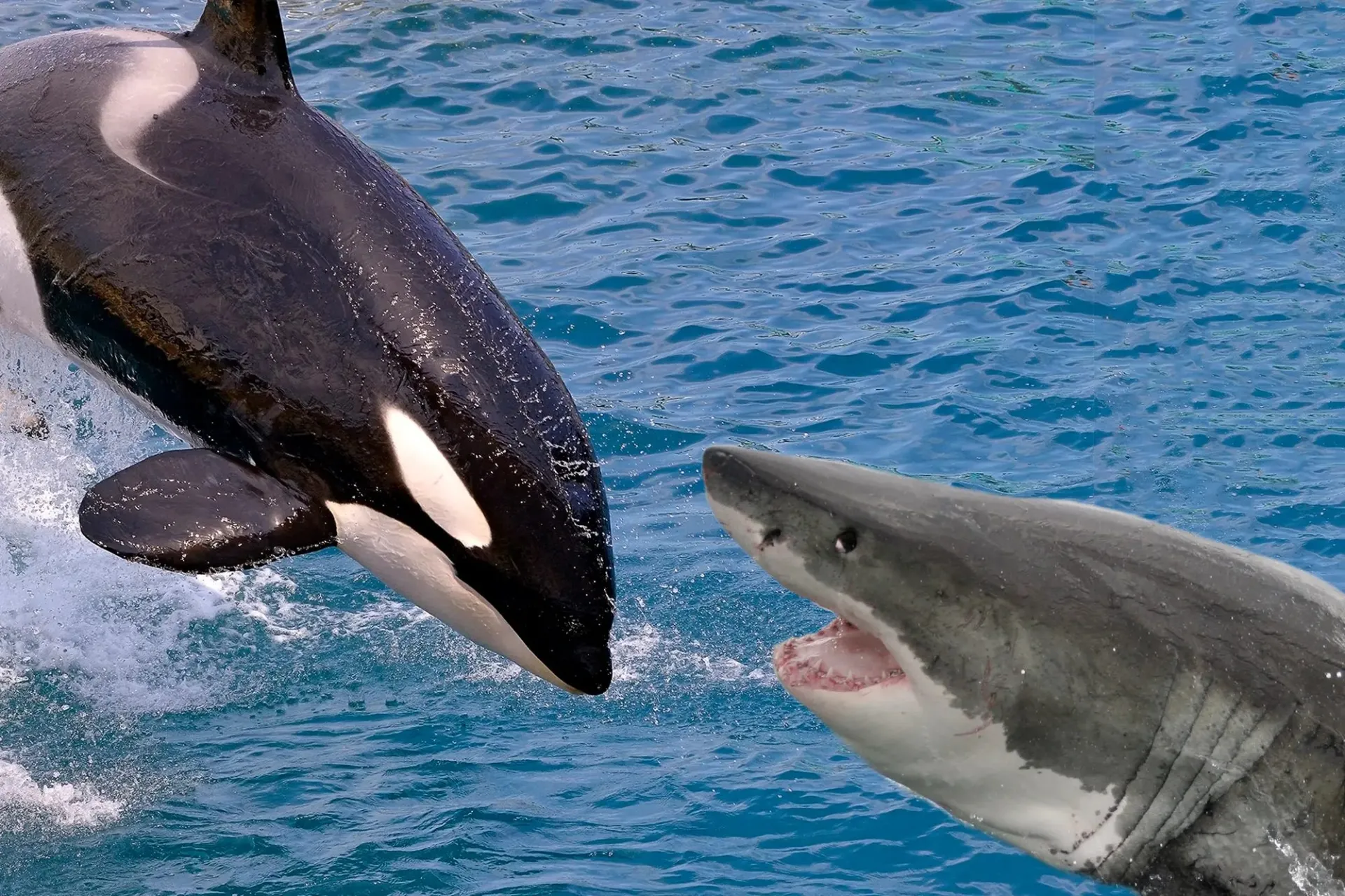 نهنگ قاتل یا اورکا دربرابر کوسه سفید بزرگ