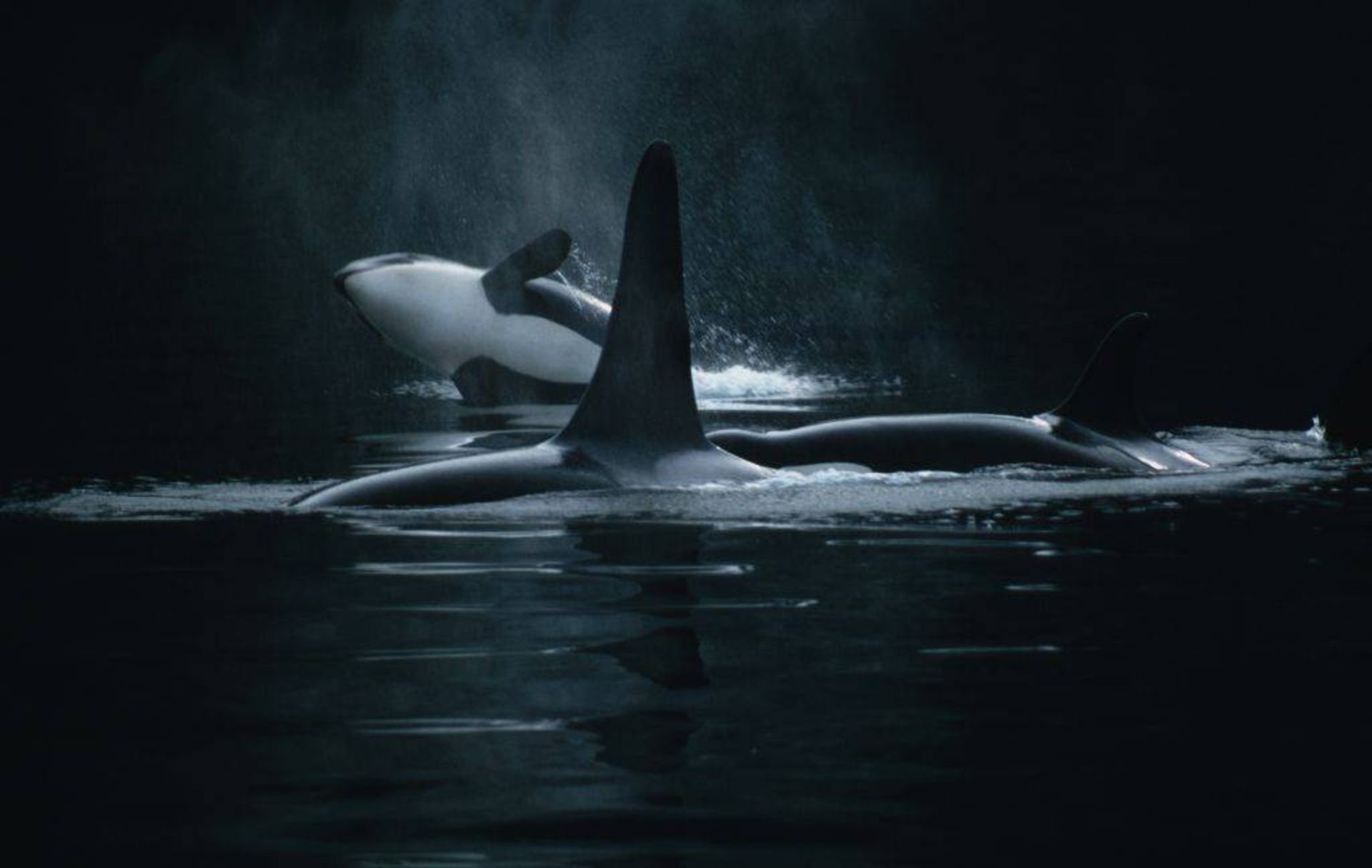 نهنگ های قاتل