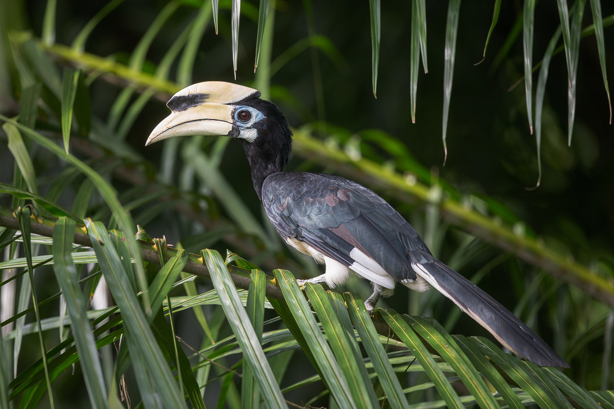 oriental pied hornbill fy1x6080 121eos1d 150619 65d48827412e5bb22d864bc8