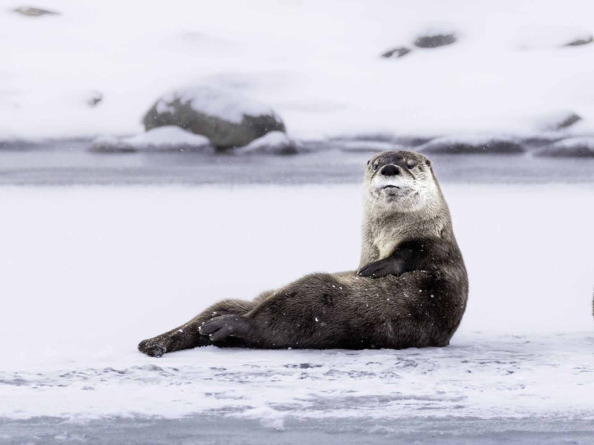 عکاسی حیات وحش