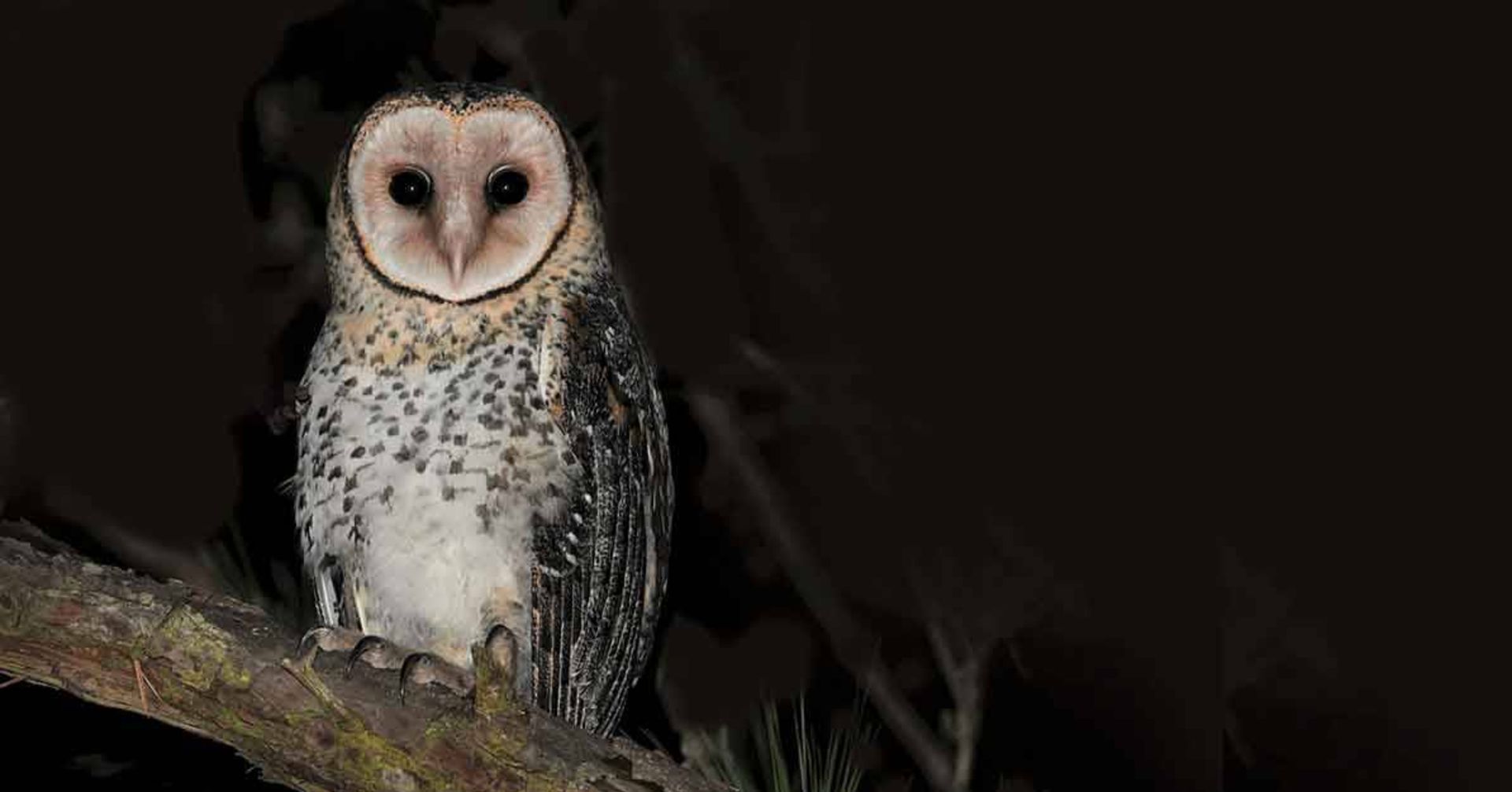 جغد نقاب دار شمالی