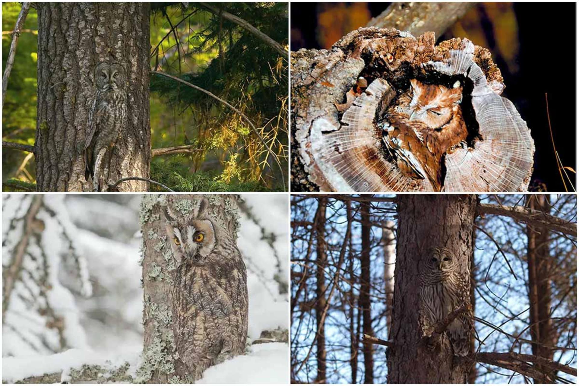 جادوی استتار به شیوه‌ جغدها