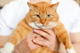 ادراک درونی گربه‌ها؛ در ذهن دوستان پشمالوی ما چه می‌گذرد؟
