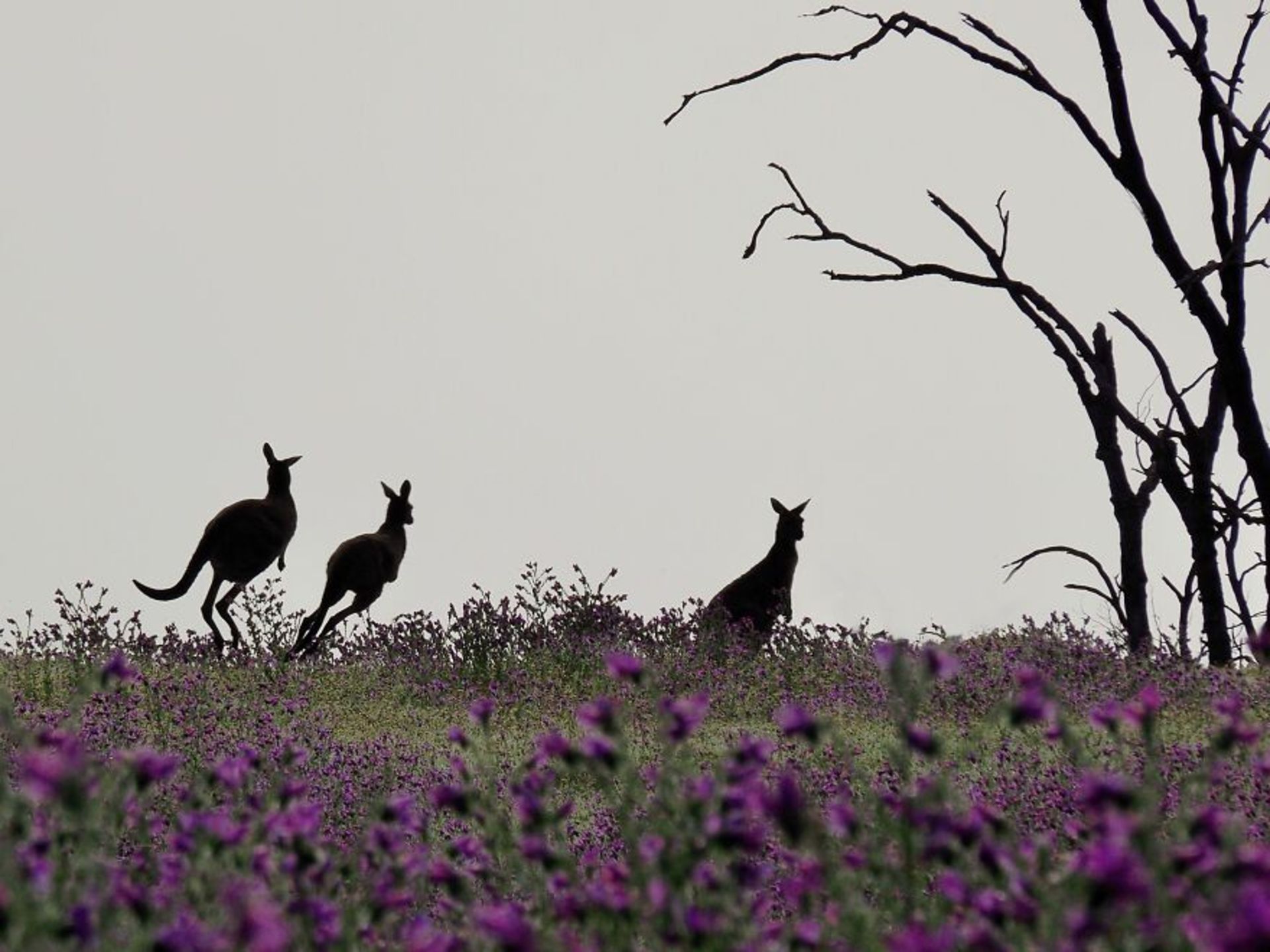 کانگوروها در طبیعت استرالیا