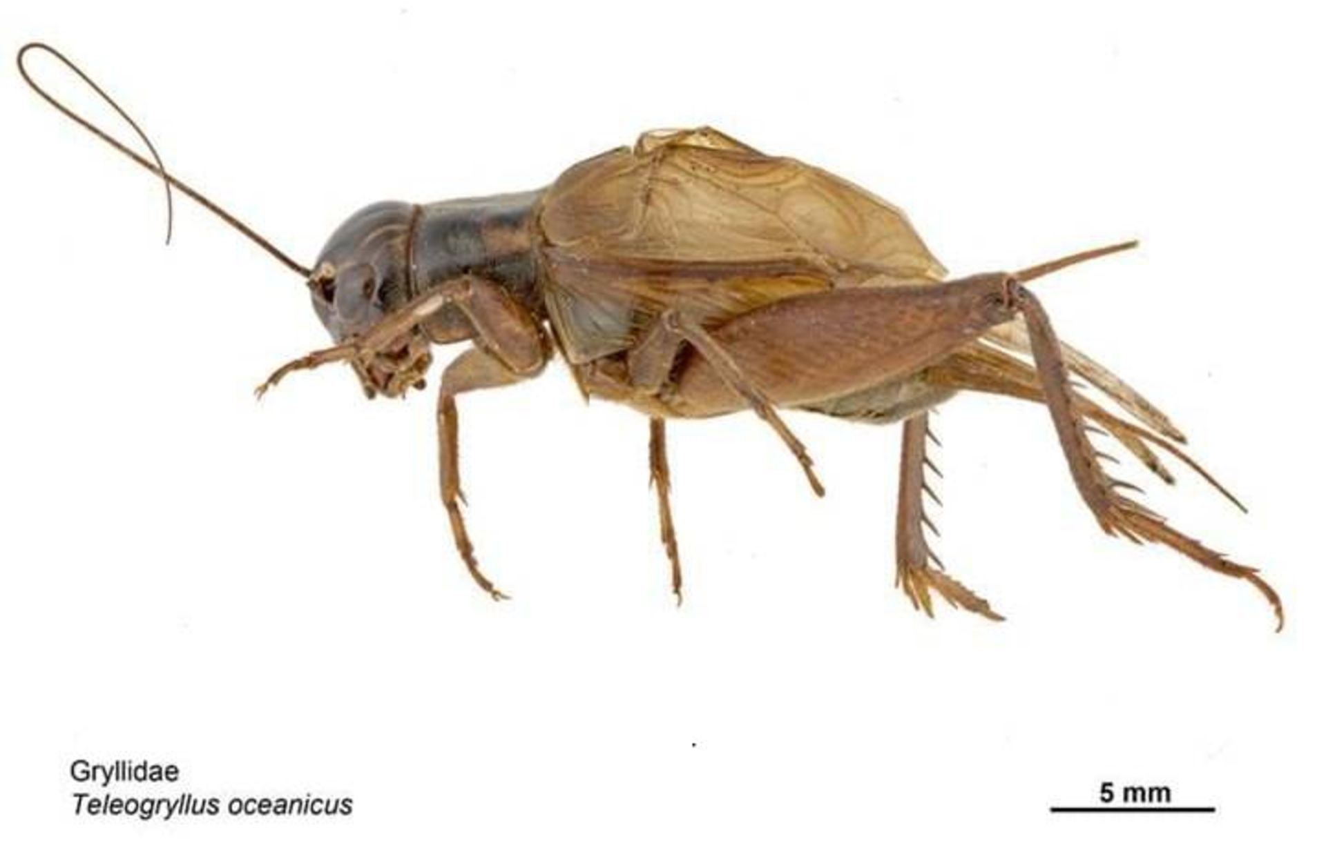 جیرجیرک اقیانوس آرام