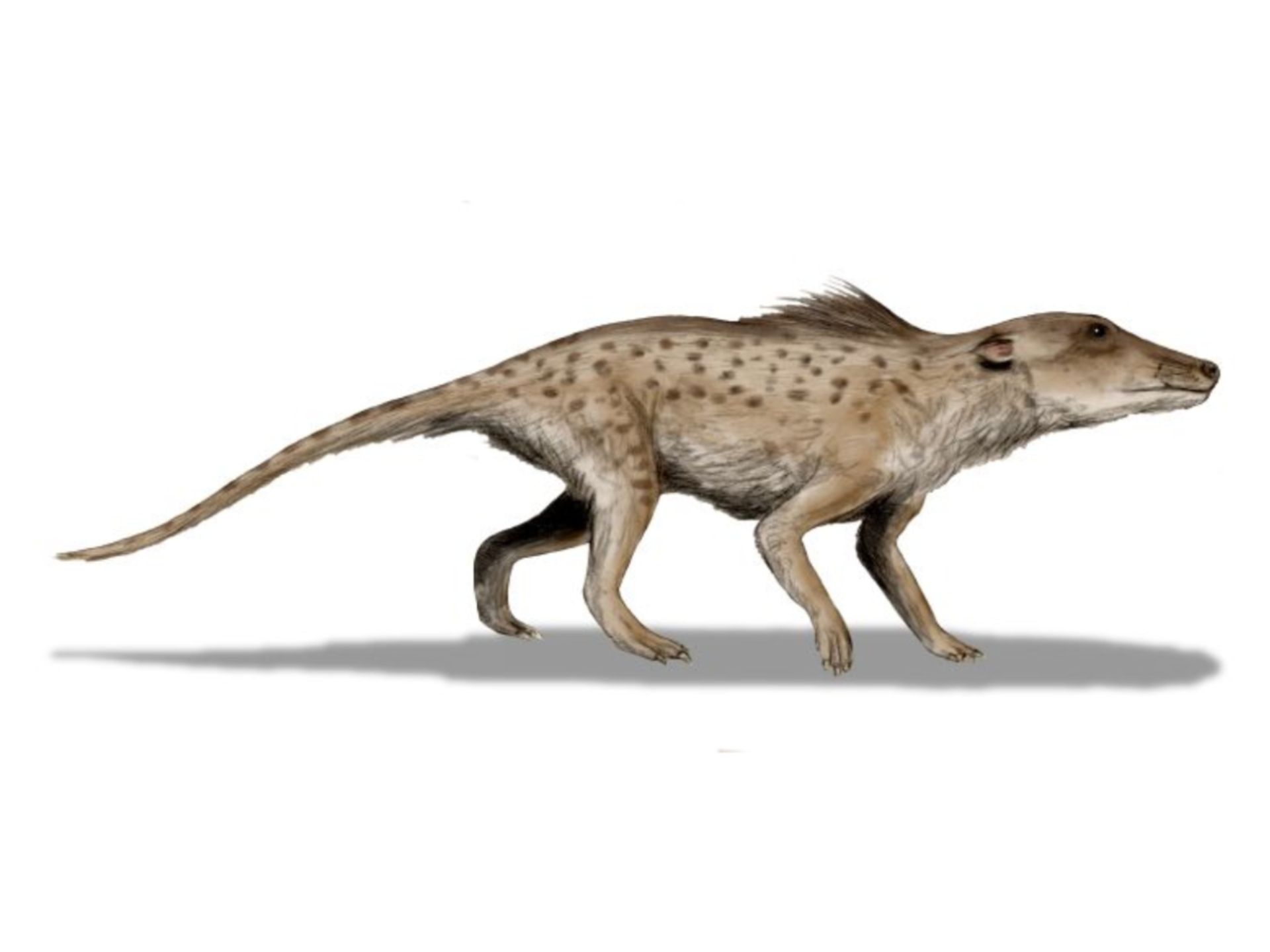 تصویرسازی هنری از پاکیستوس Pakicetus در زمینه سفید