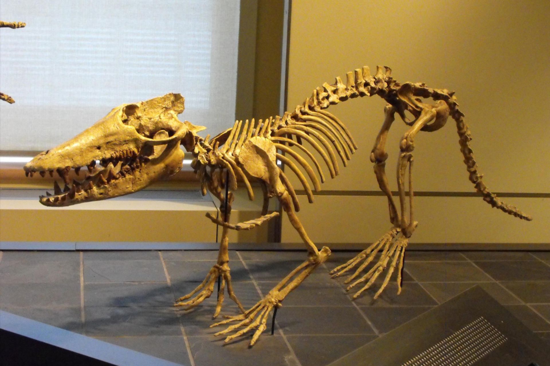 پاکیستوس اجداد نهنگ (pakicetus)