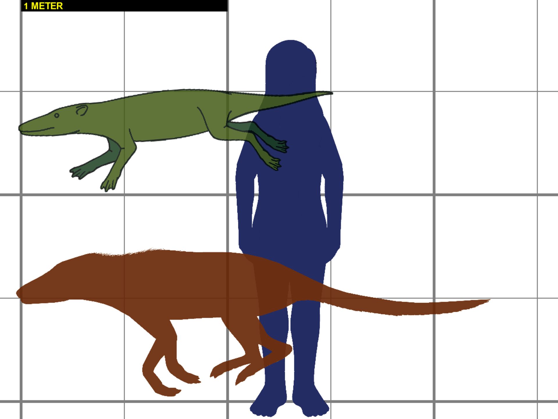 اندازه پاکیستوس Pakicetus در مقایسه با جثه انسان