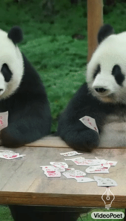 دو پاندا درحال بازی کردن کارت