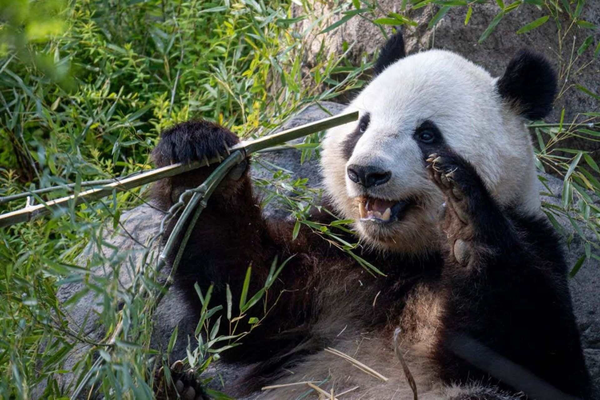 پایندا در زیستگاهش نشسته و تکه‌ای چوب بامبو در دست گرفته است