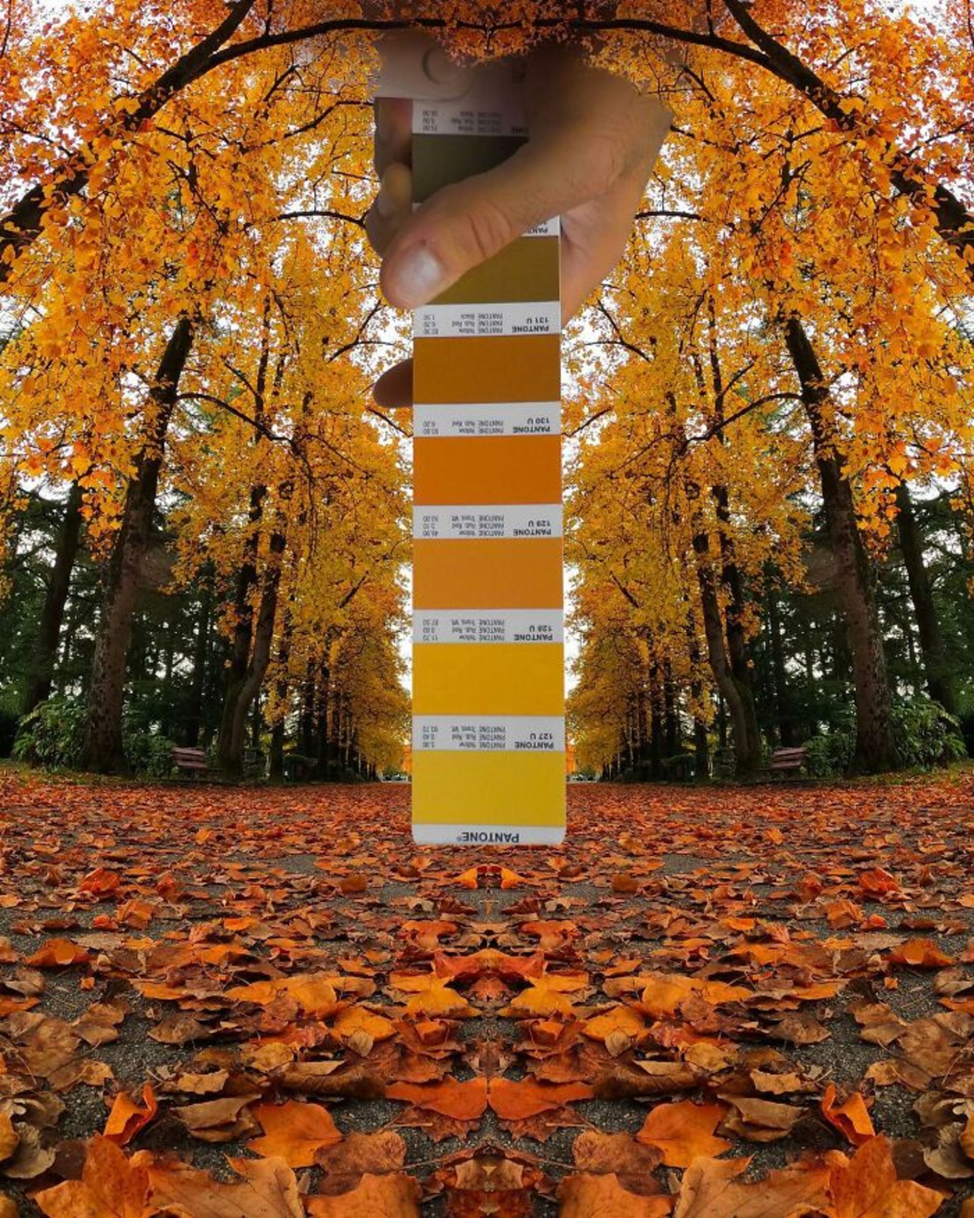 طبیعت و رنگ‌های پنتون پاییز درختان و برگ نارنجی