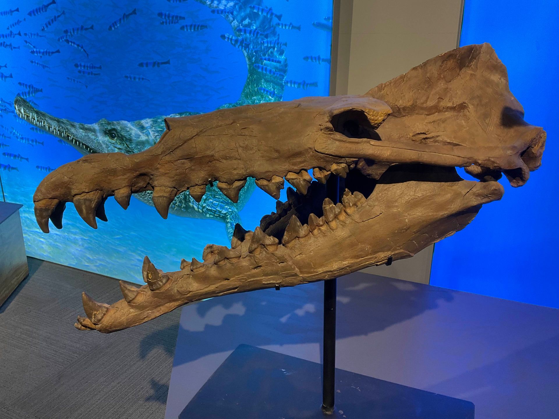 جمجمه فسیلی پاپوستوس (Pappocetus) در موزه در کانادا