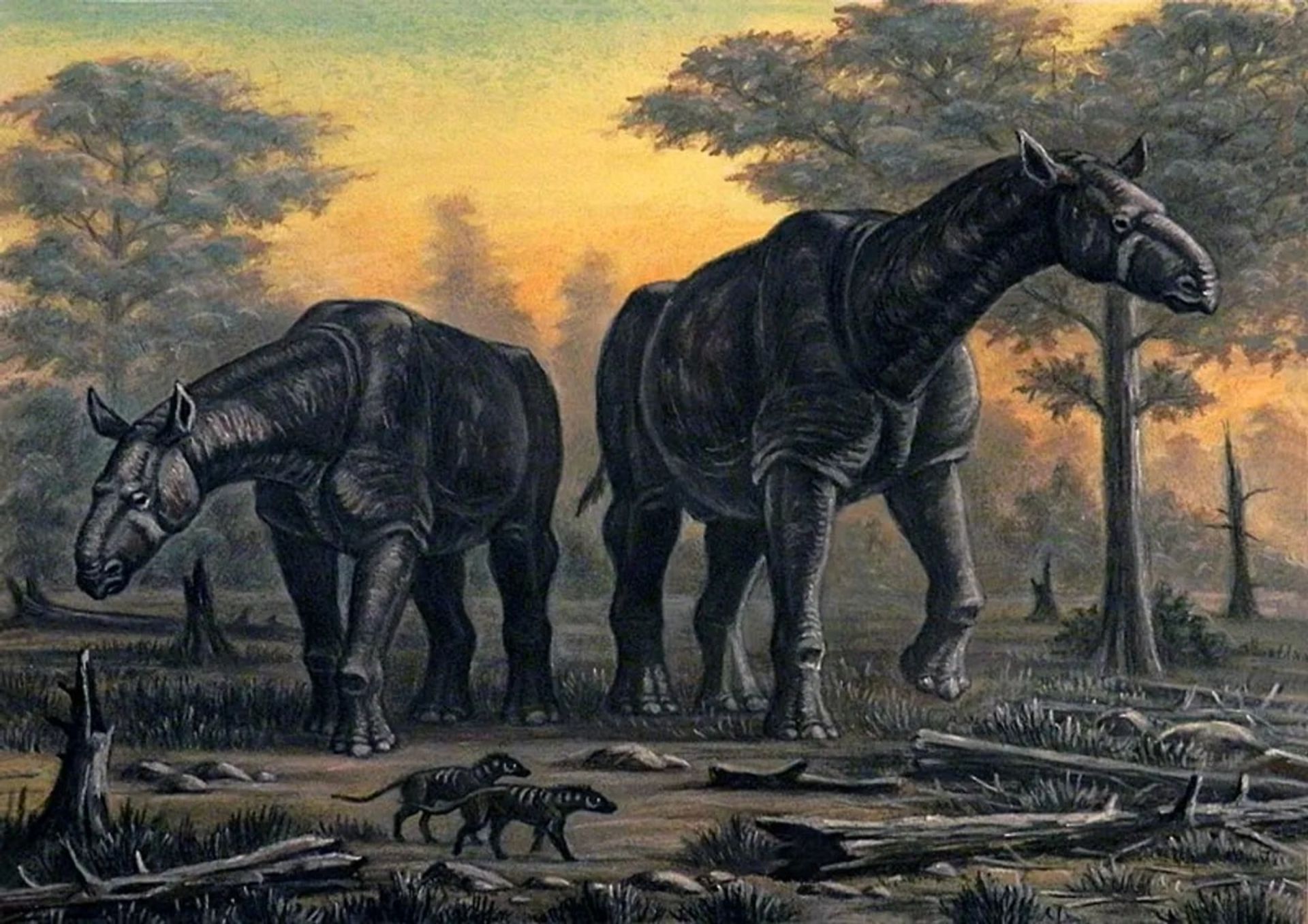 بلوچی‌دد یا بلوچ‌تریوم (Paraceratherium)، گونه‌ای از کرگدن‌های منقرض