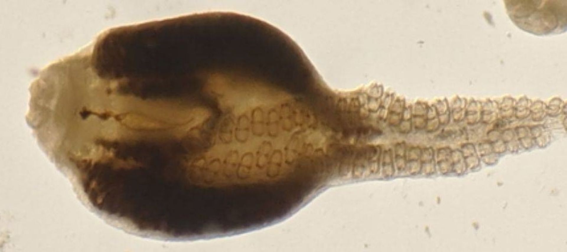 انگل درون صخره ماهی مسی 