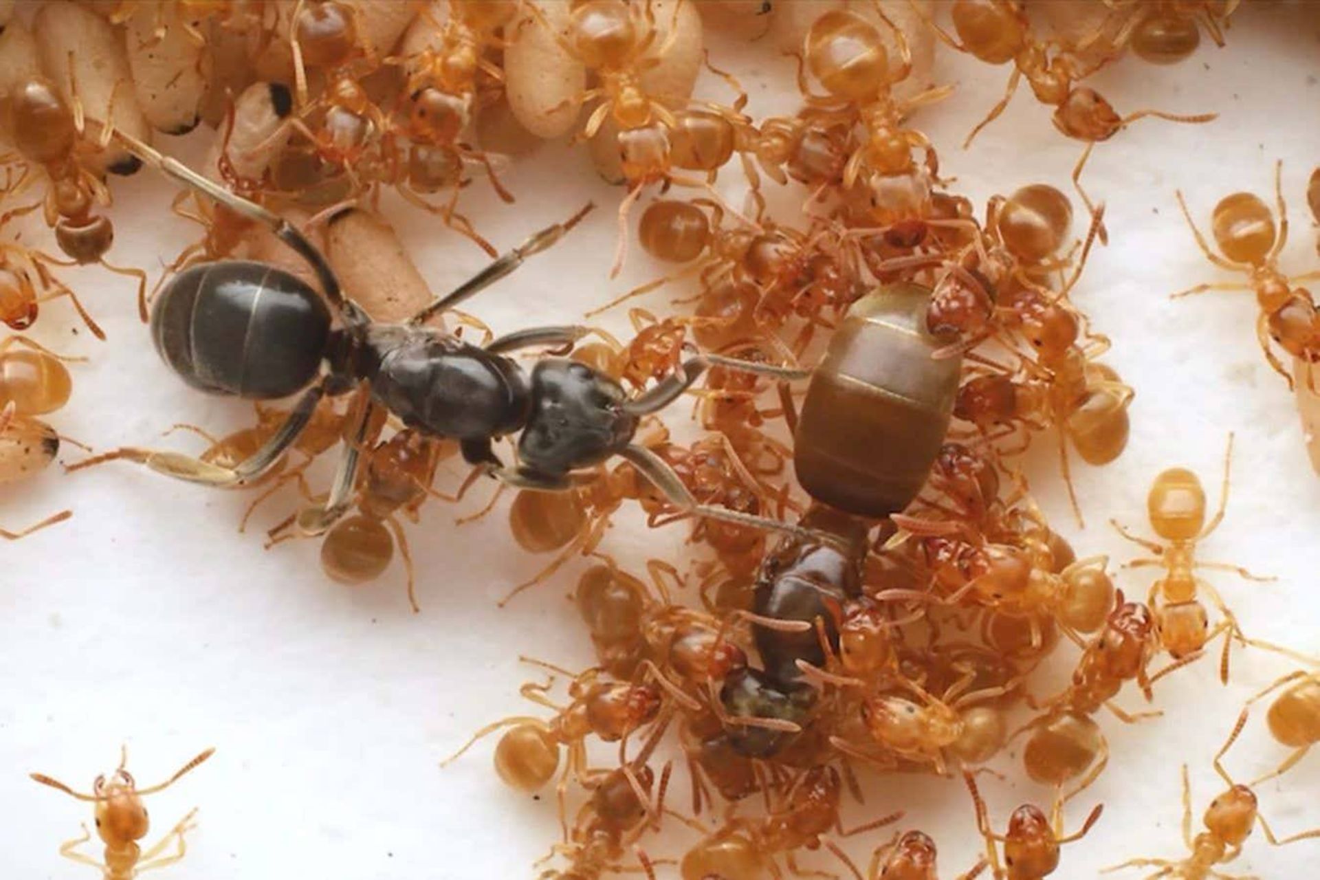 ملکه مورچه انگلی Lasius orientalis (چپ) به لانه Lasius flavus نفوذ کرده و به ملکه آنها نزدیک می‌شود (راست)