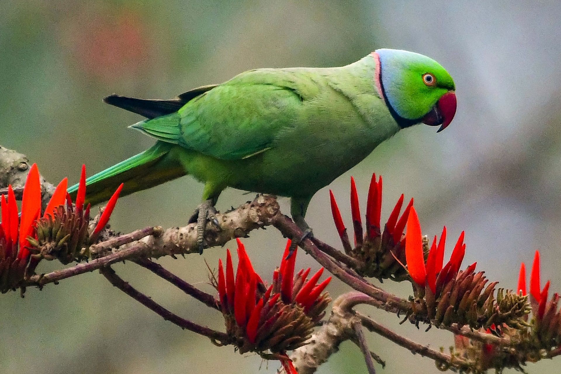 طوطی نشسته روی شاخه درختی در گوآهاتی، هند