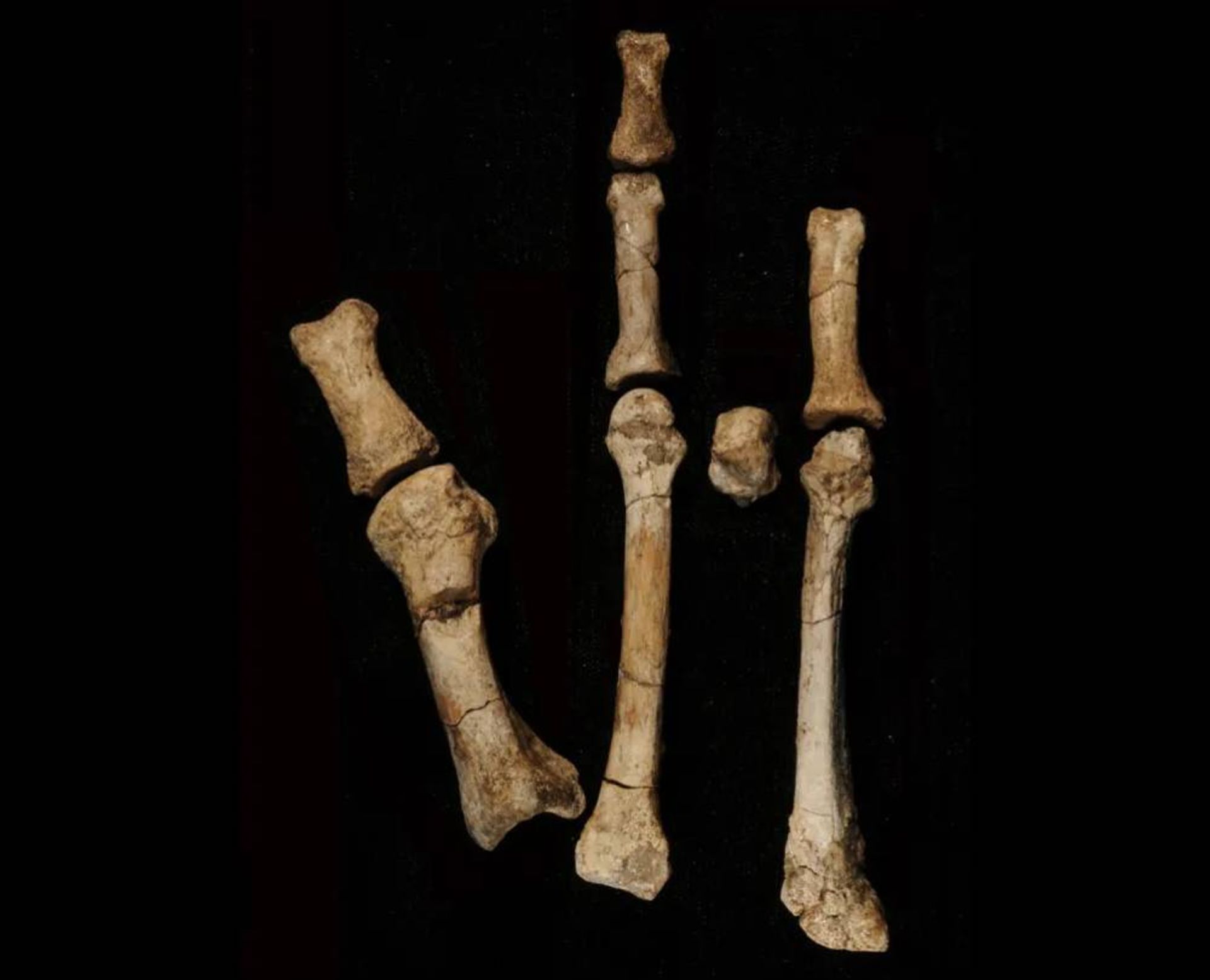 بخشی از اسکلت پا متعلق به انسان تبار اولیه