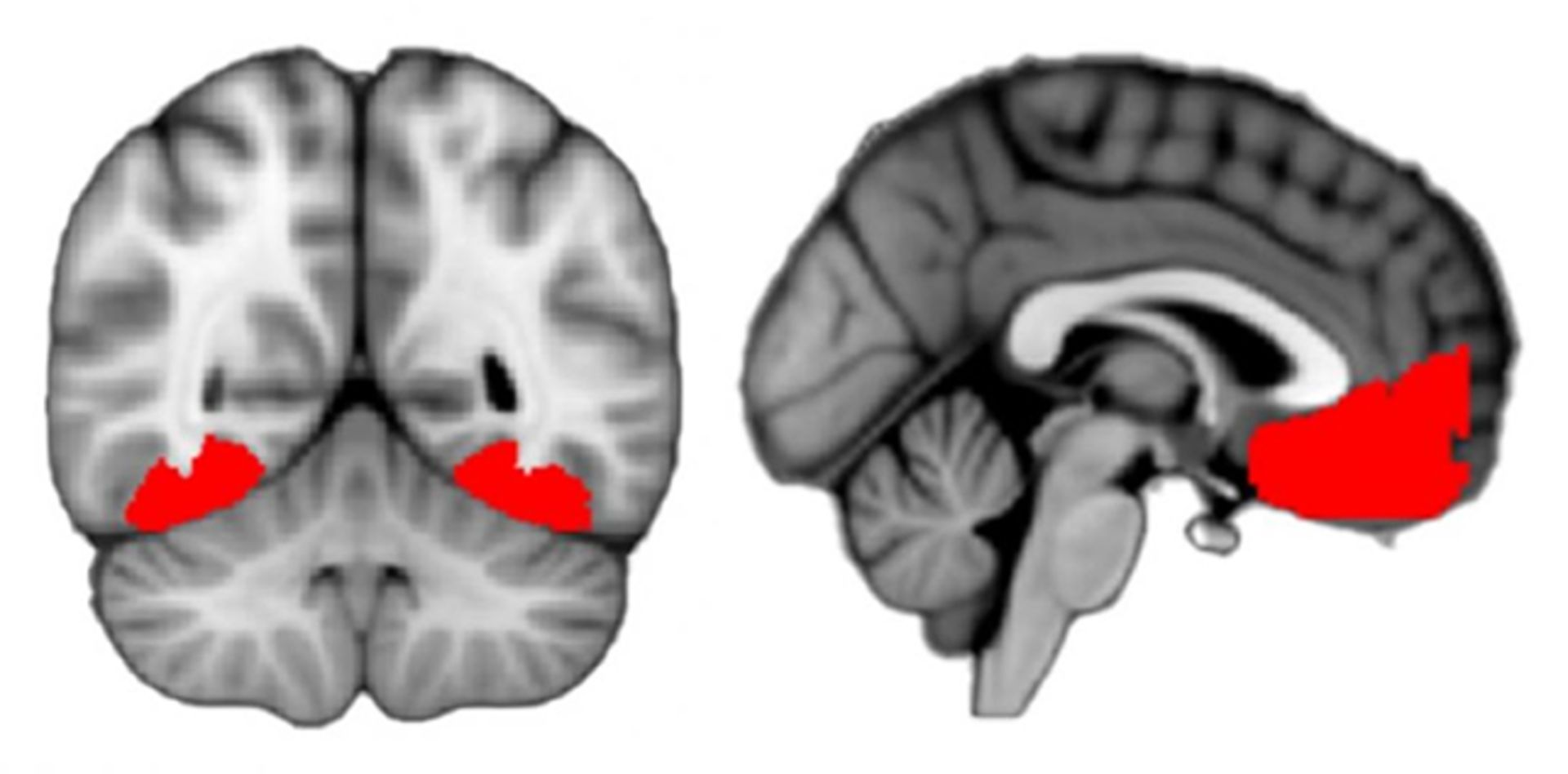 مناطق خاصی از مغز مرتبط با کنجکاوی