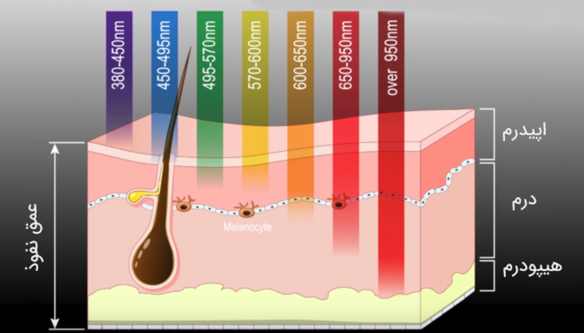 عمق نفوذ طول موج‌های مختلف داخل پوست