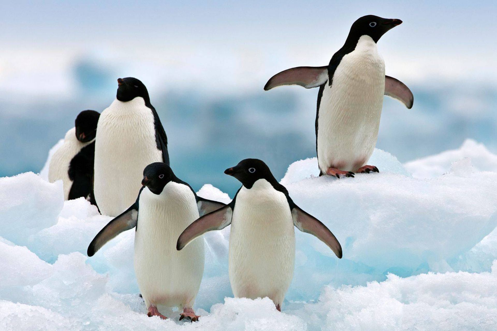 پنگوئن های آدلی