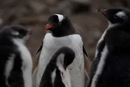 گزارش مرگ اولین پنگوئن‌ها براثر آنفلوانزای پرندگان