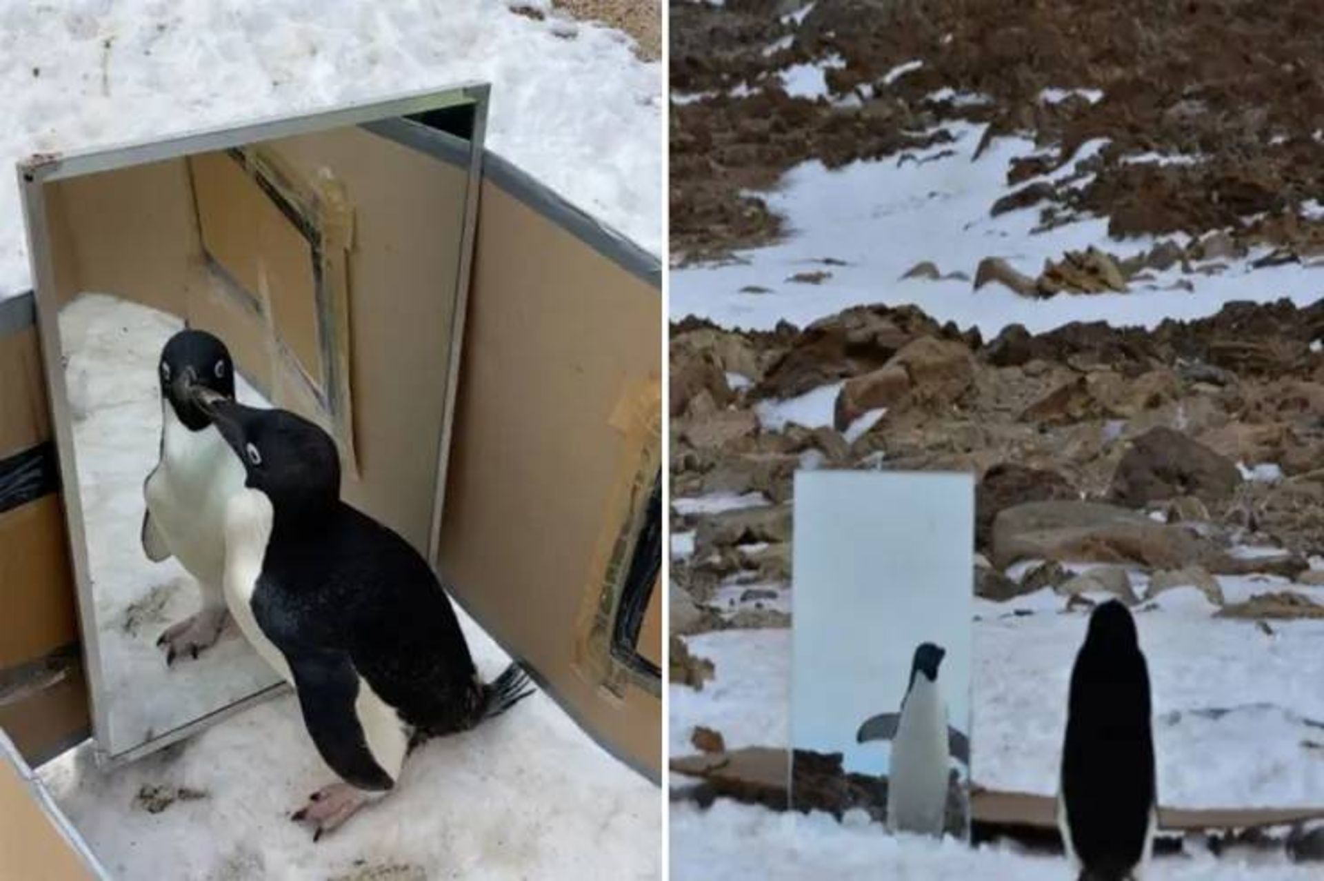 پنگوئن ها در آزمون آینه برای تست خودآگاهی
