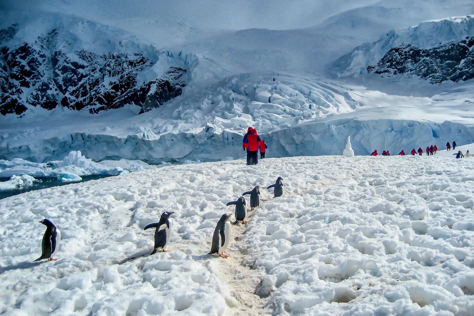 انسان‌ها در کنار پنگوئن‌ها در جنوبگان