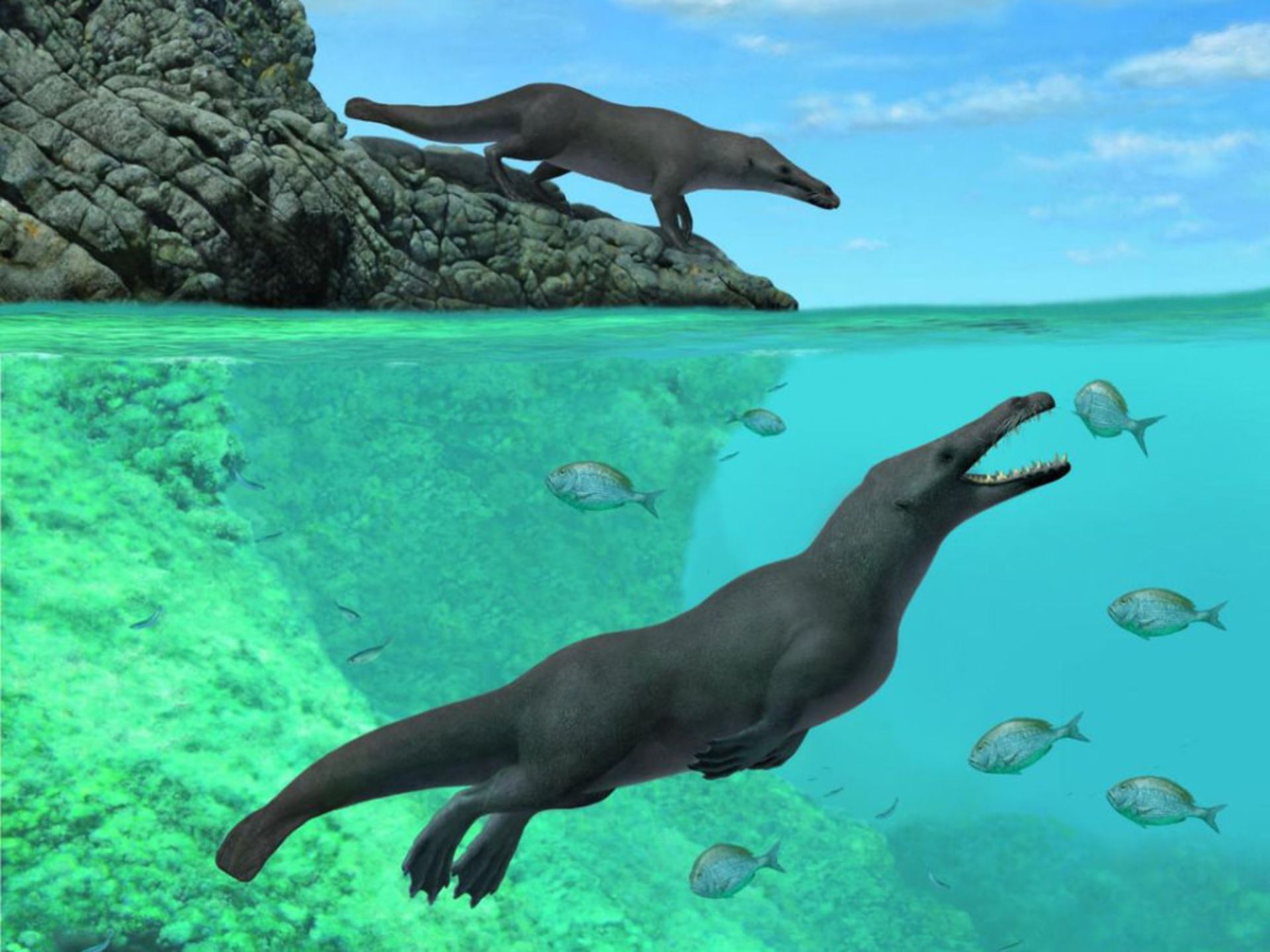 تصویرسازی پرگوستوس (Peregocetus) روی زمین و زیر آب