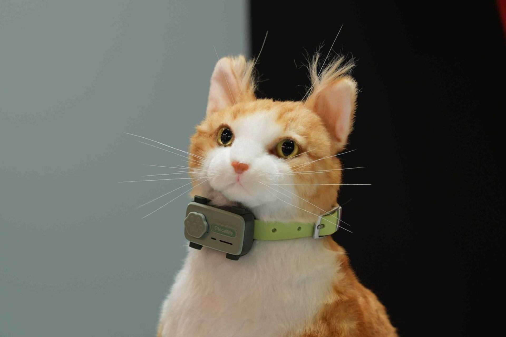 گربه با گوشی PetPhone