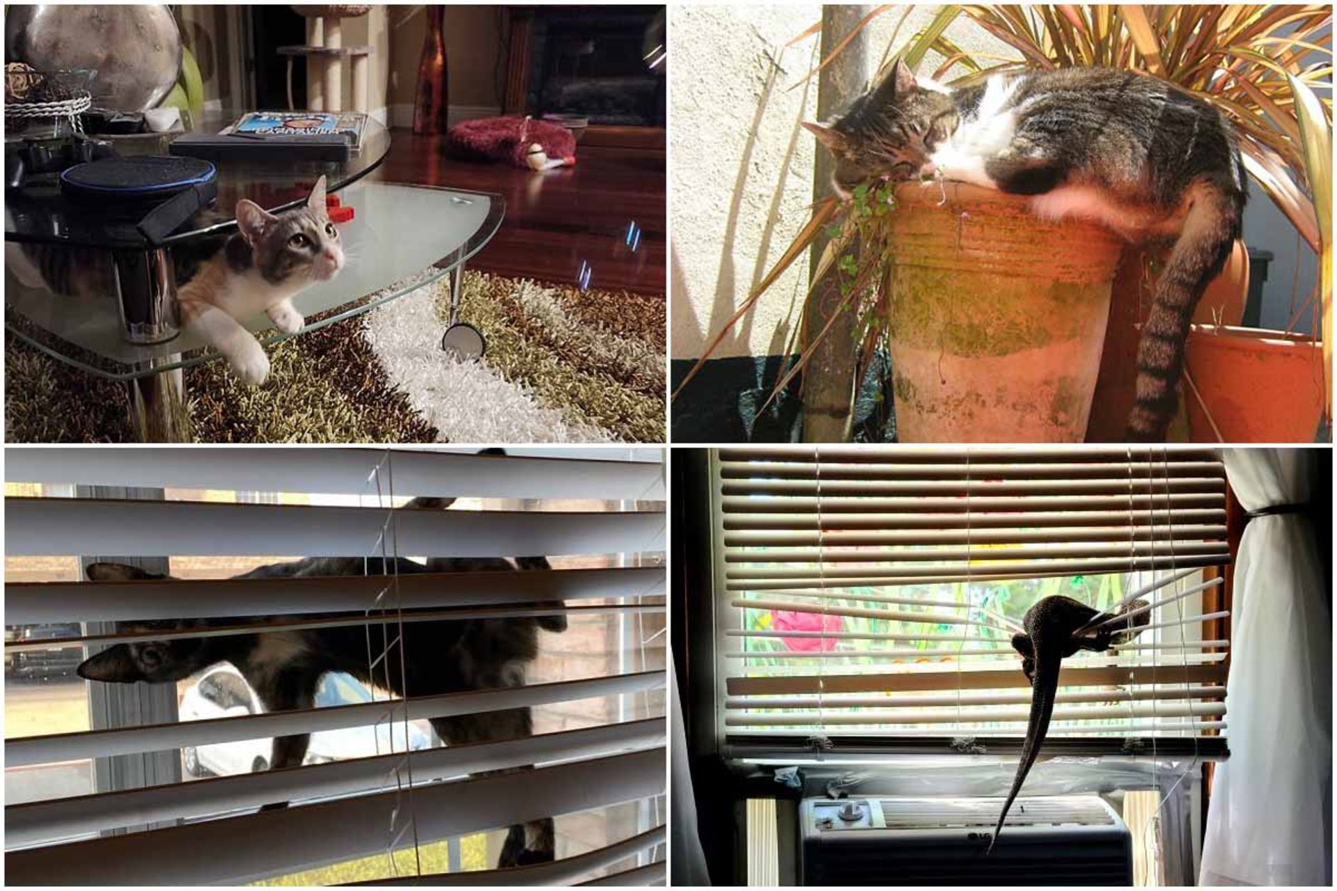 حیوانات خانگی در عجیب‌ترین موقعیت‌ها