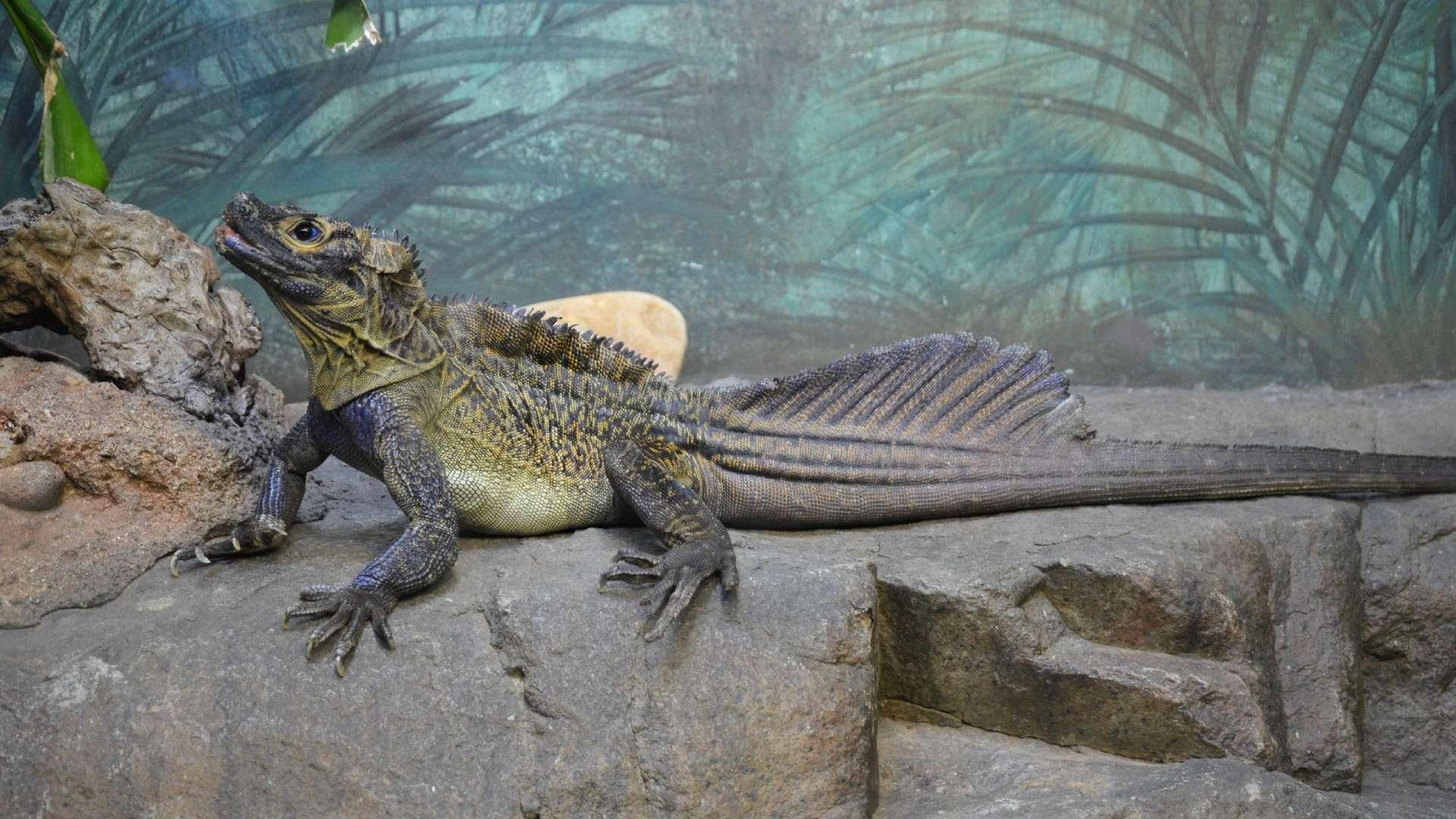 مارمولک بادبانی فیلیپینی (Hydrosaurus pustulatus)