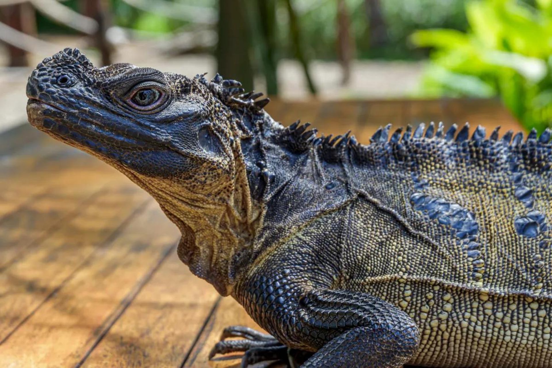 مارمولک بادبانی فیلیپینی (Hydrosaurus pustulatus)