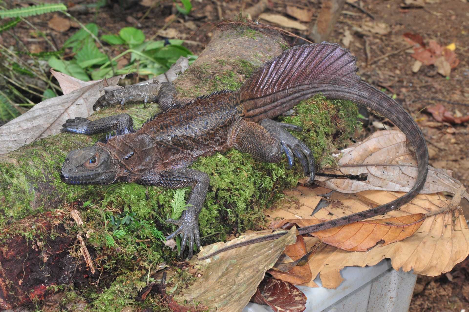 مارمولک بادبانی فیلیپینی (Hydrosaurus pustulatus)