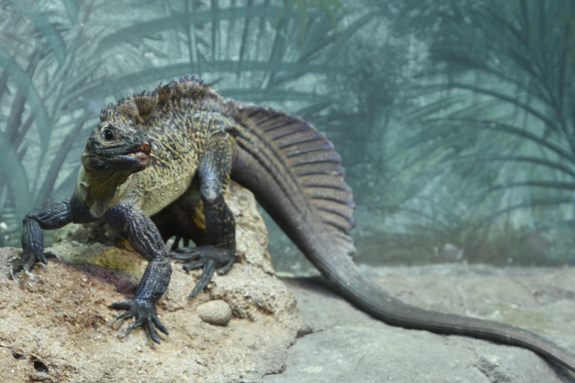 مارمولک بادبانی فیلیپینی (Hydrosaurus pustulatus)