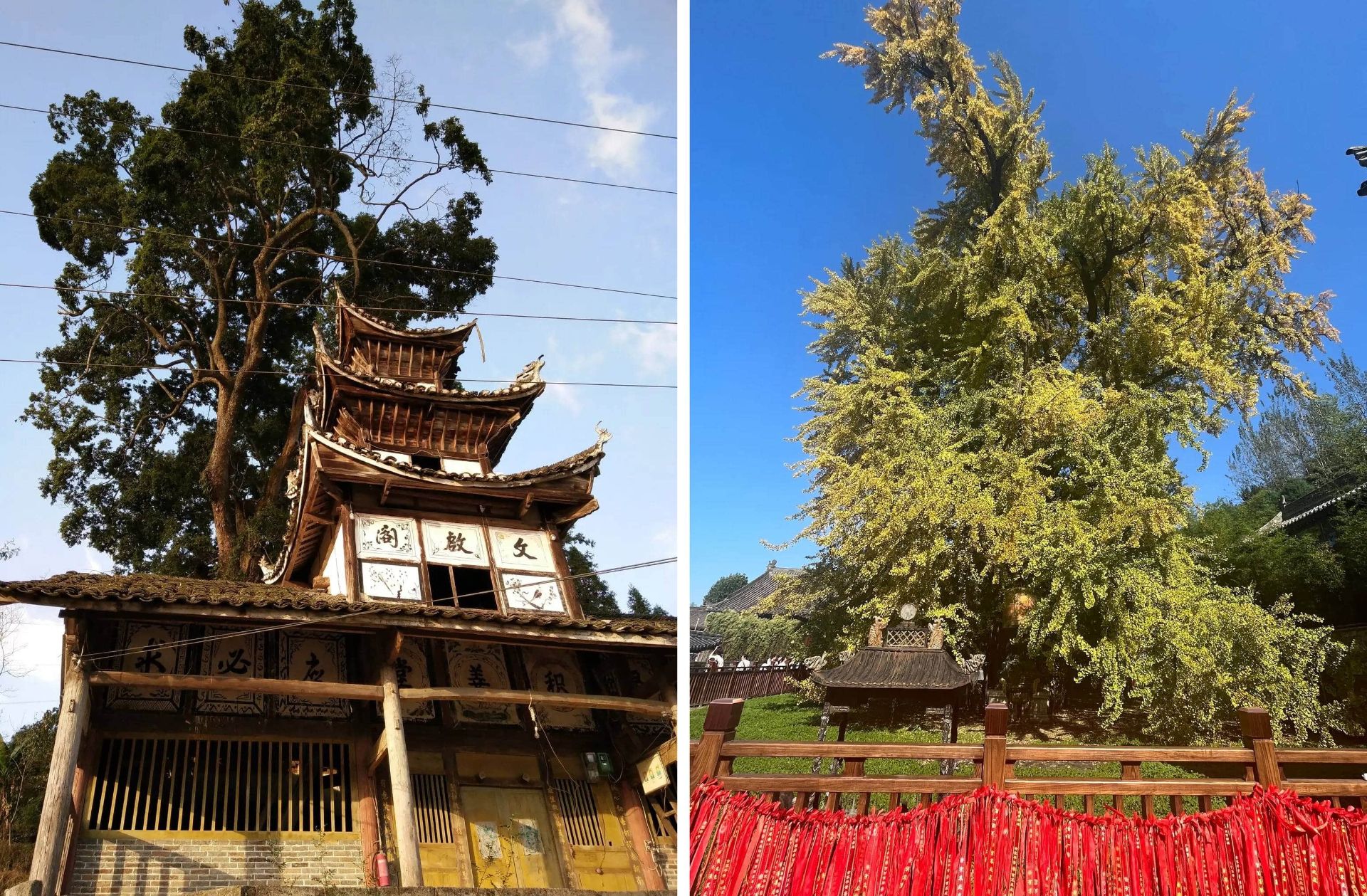 درختان کهنسال معابد چین