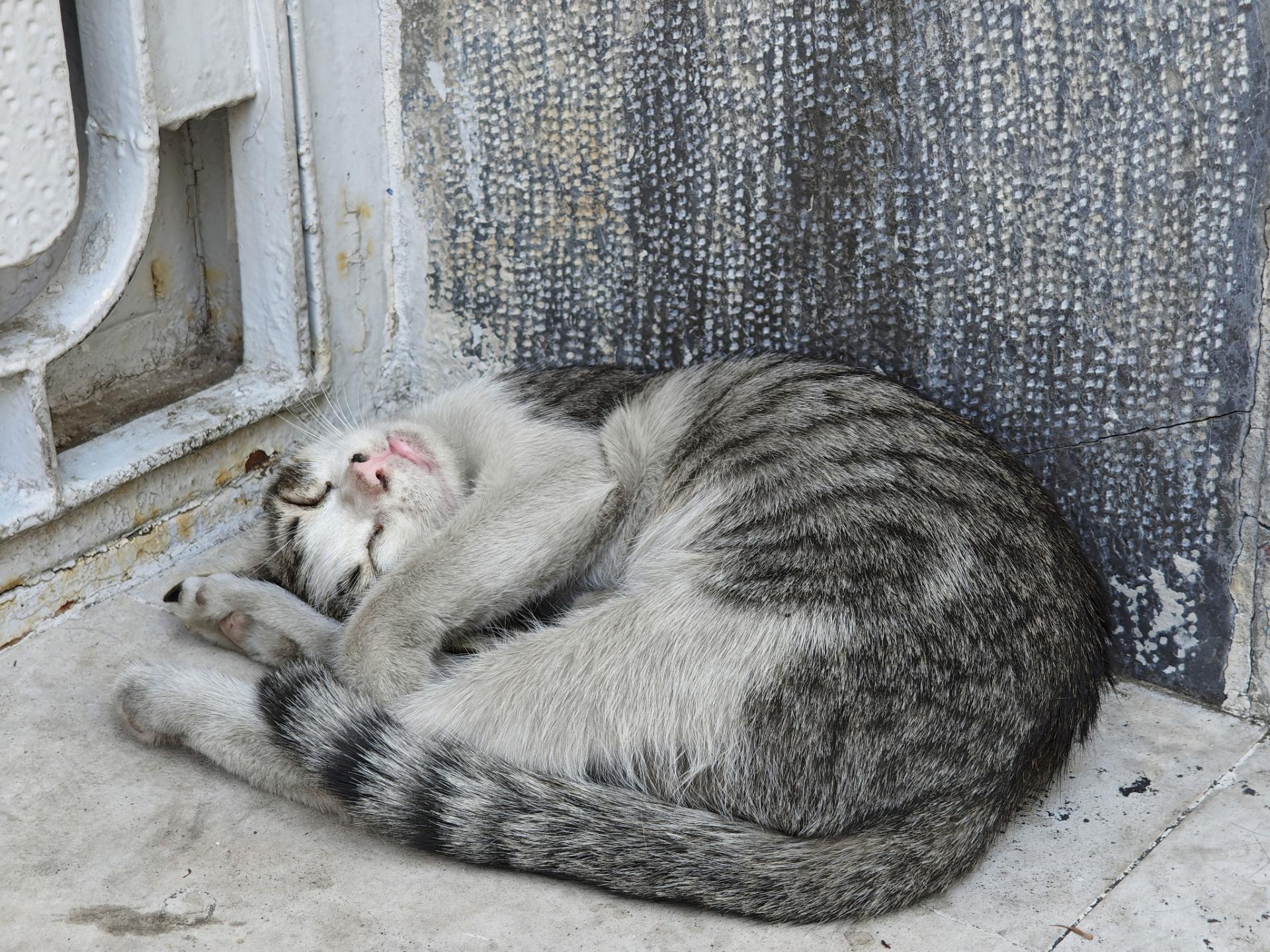 گربه‌ی خوابیده