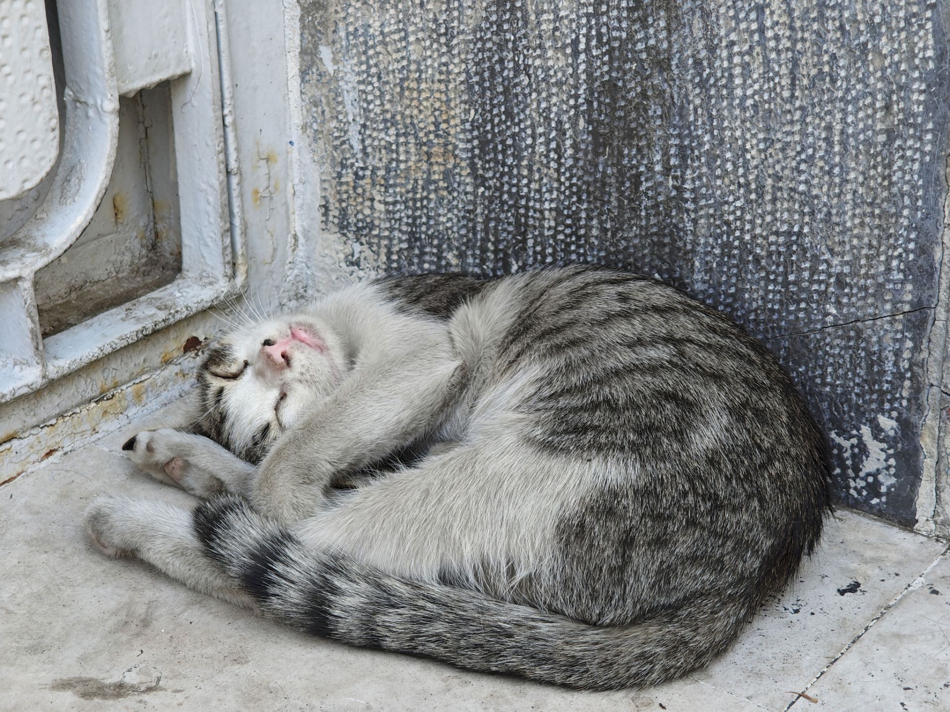 گربه‌ی خوابیده