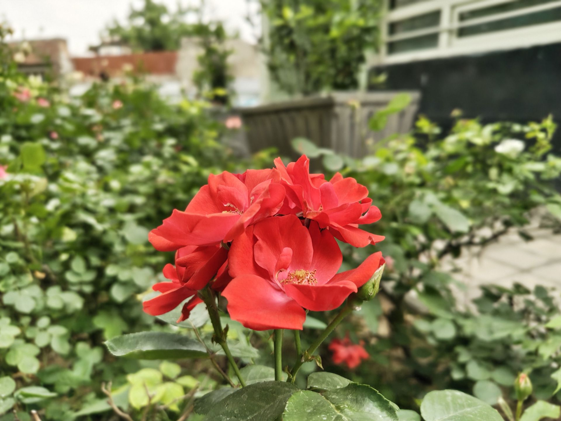 گل قرمزرنگ