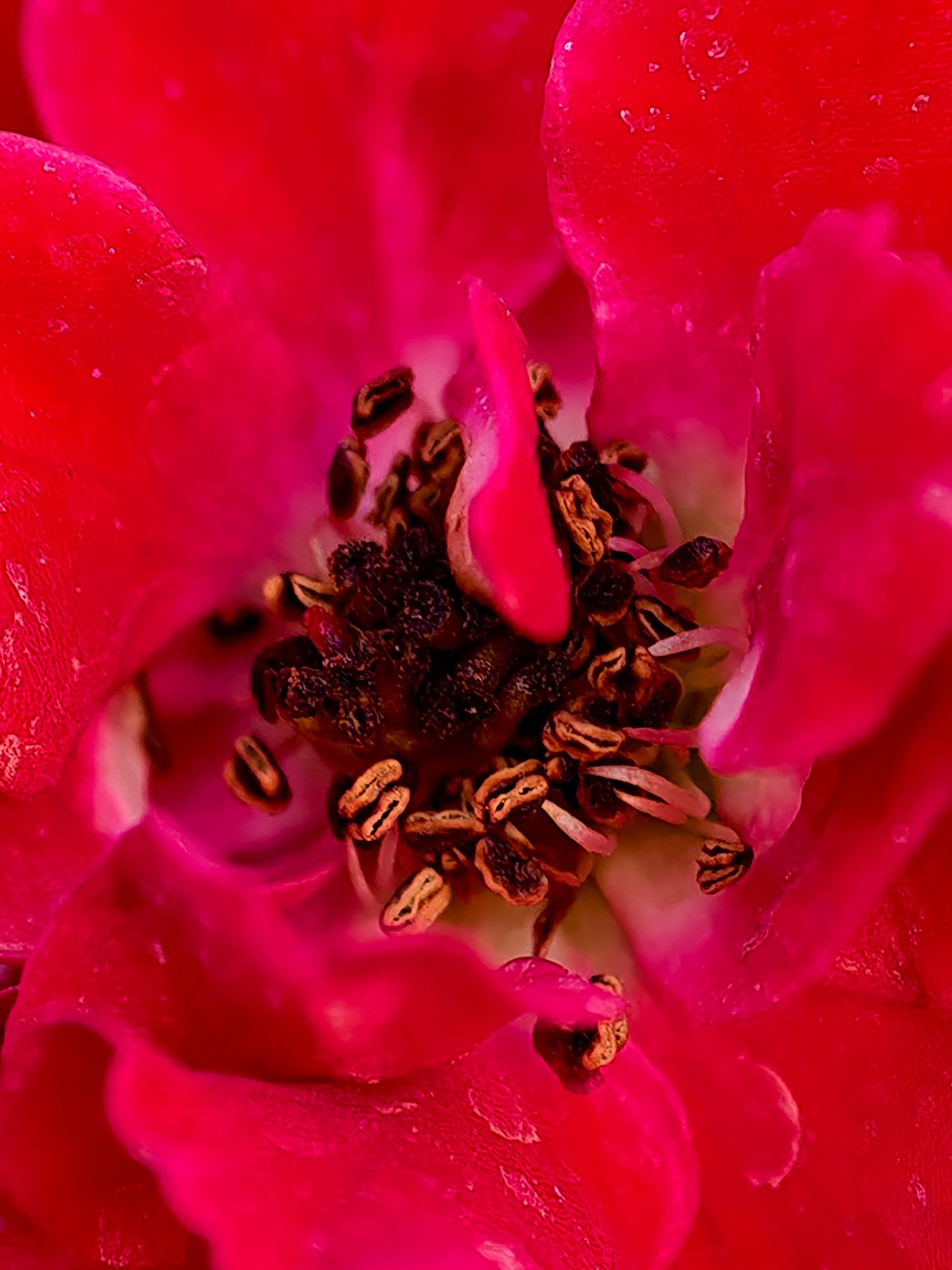 گل رز از نمای نزدیک