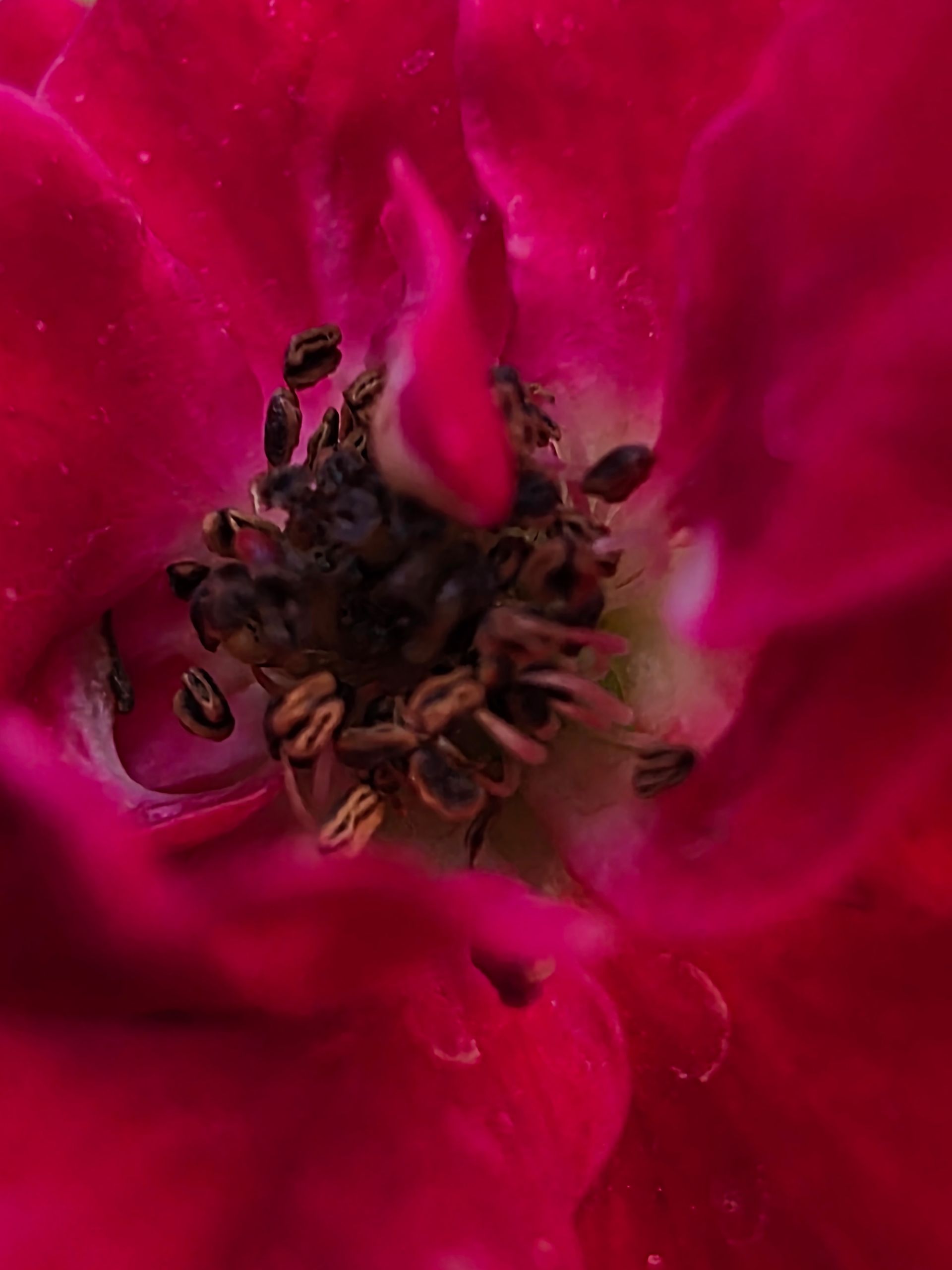 گل رز از نمای نزدیک